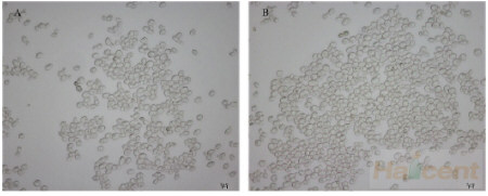 禾谷镰刀菌MH1降解大麦皮壳诱导酵母提前絮凝