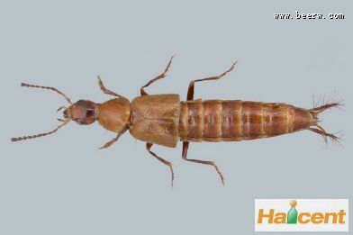 科学家以嘉士伯命名一种新甲虫，性器官似开瓶器
